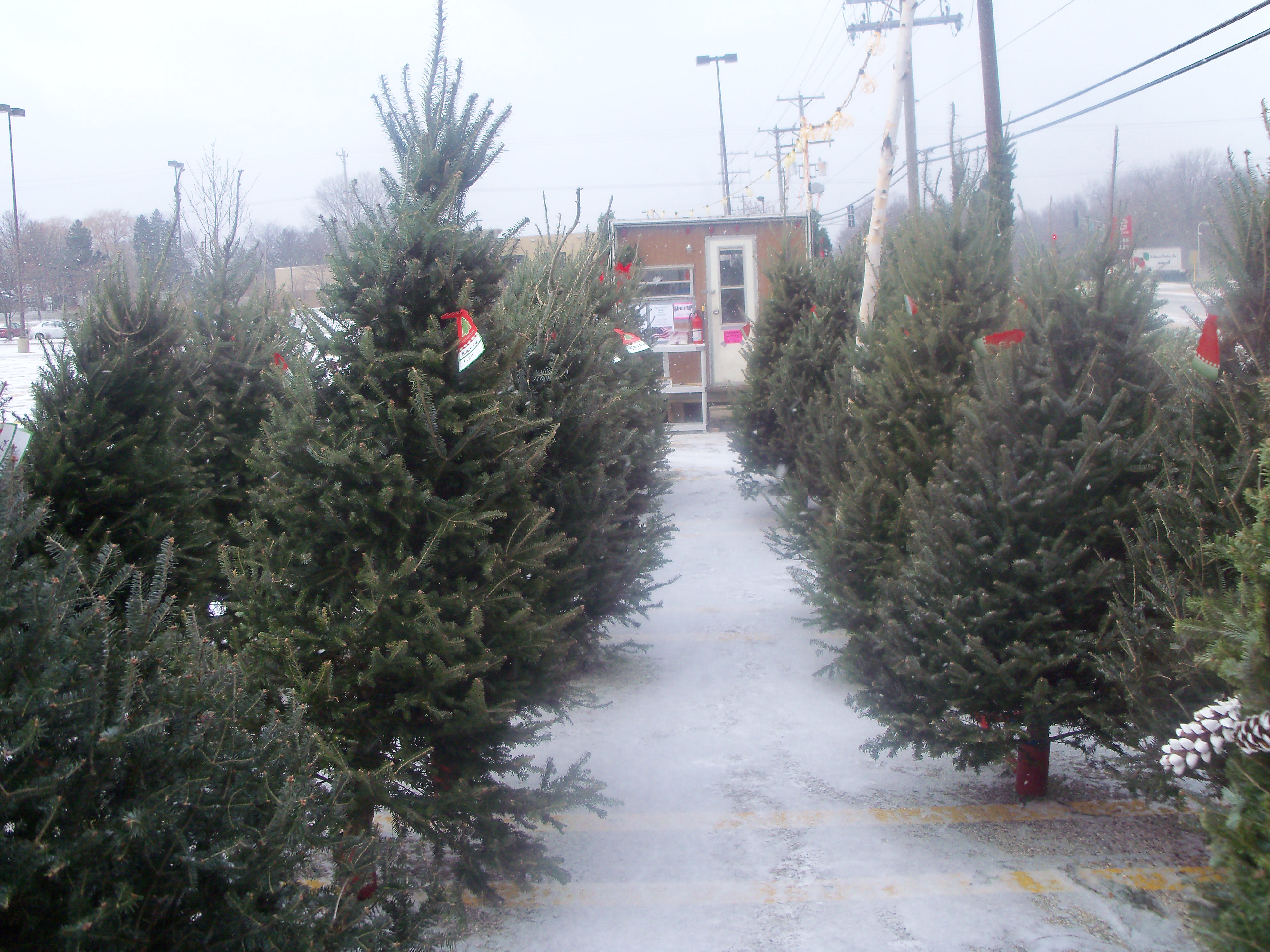 Retail and Wholesale Christmas Trees | High Ground Tree Farm