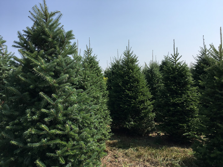 Retail and Wholesale Christmas Trees | High Ground Tree Farm