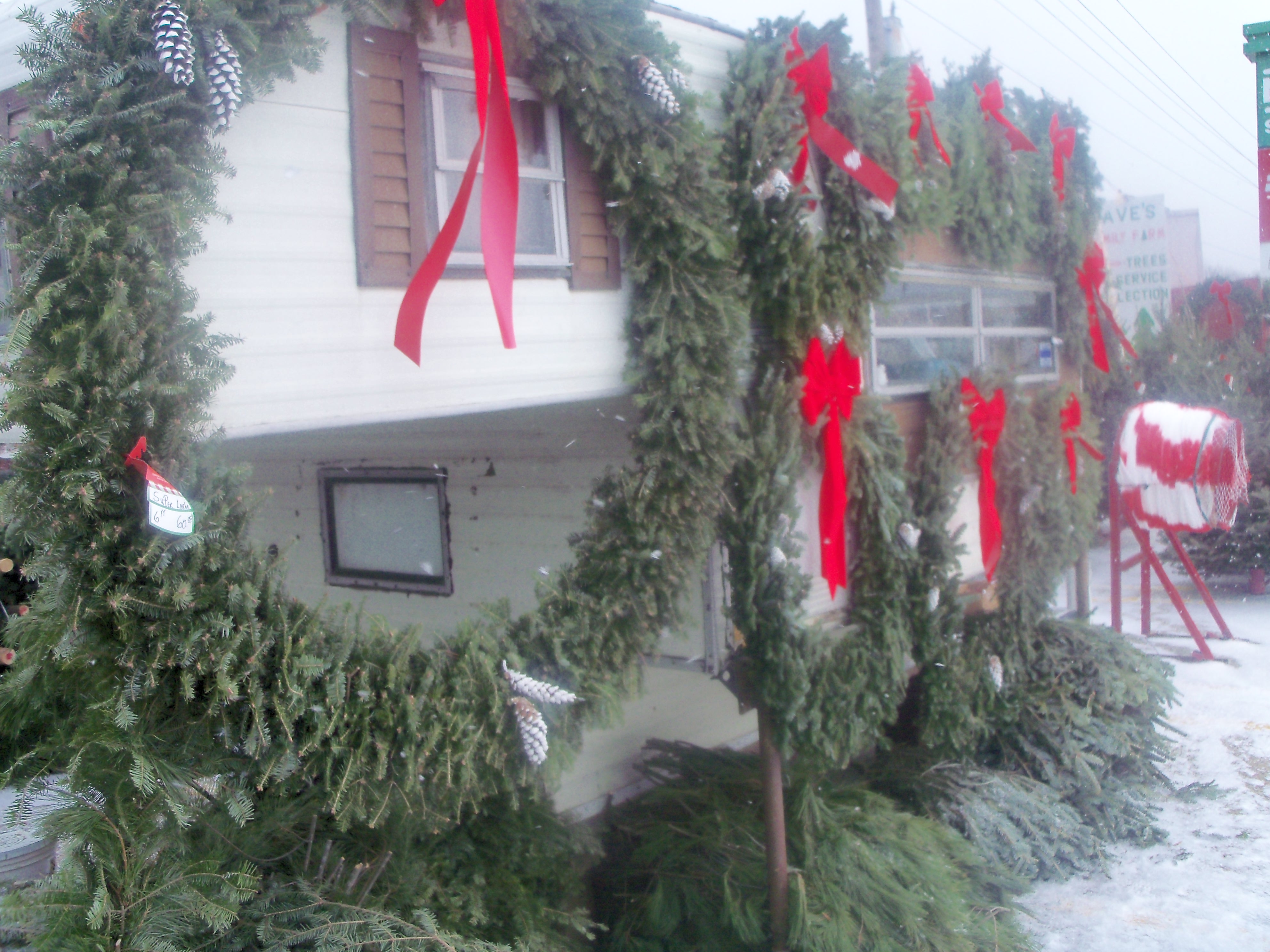 Retail and Wholesale Christmas Trees | High Ground Tree Farm