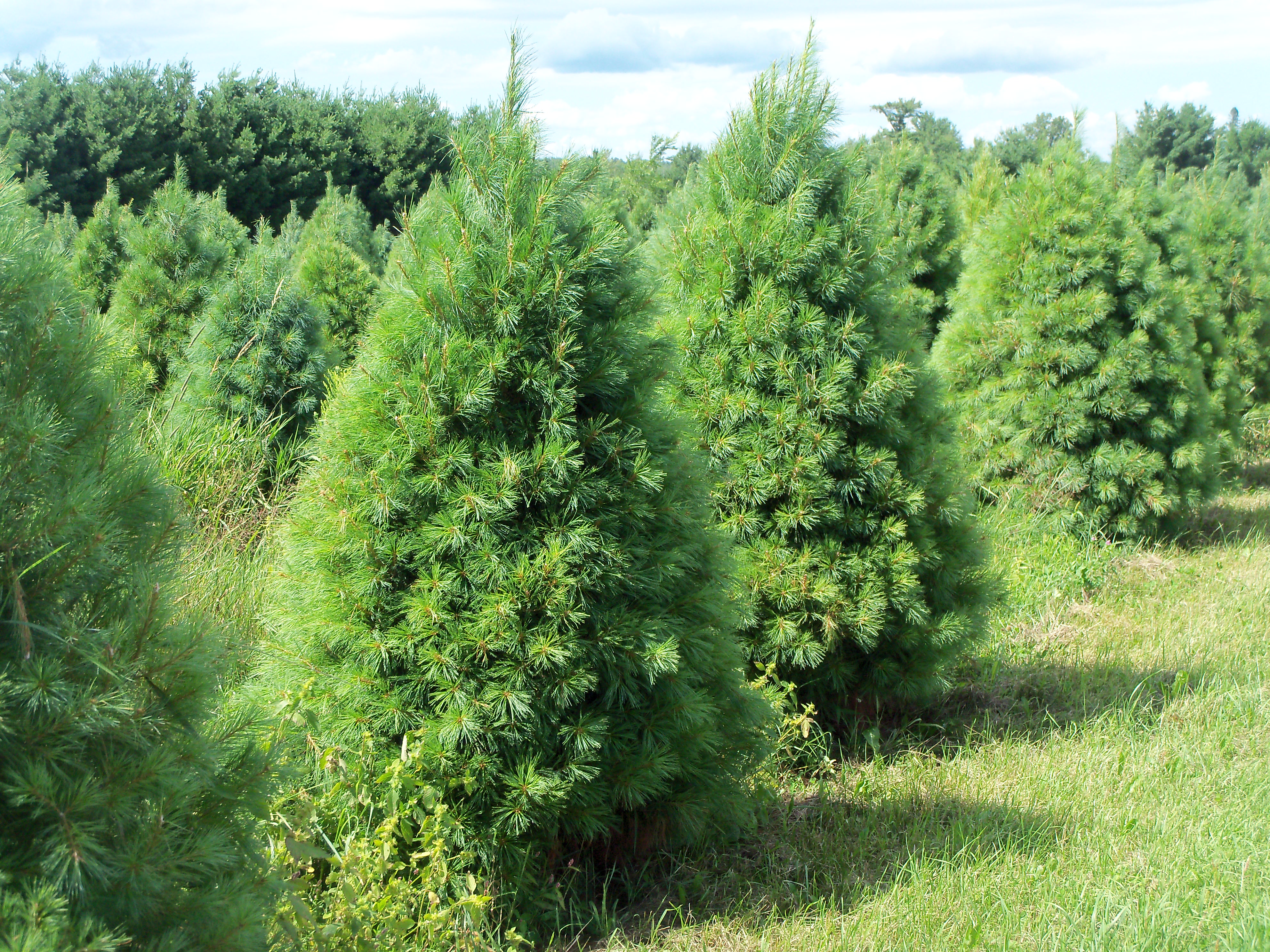 Retail and Wholesale Christmas Trees | High Ground Tree Farm