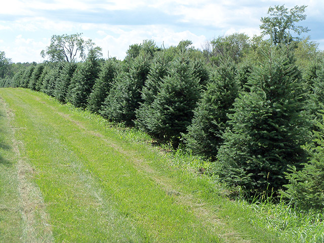 awesome picture of wholesale christmas tree farm awesome picture of wholesale christmas tree farm