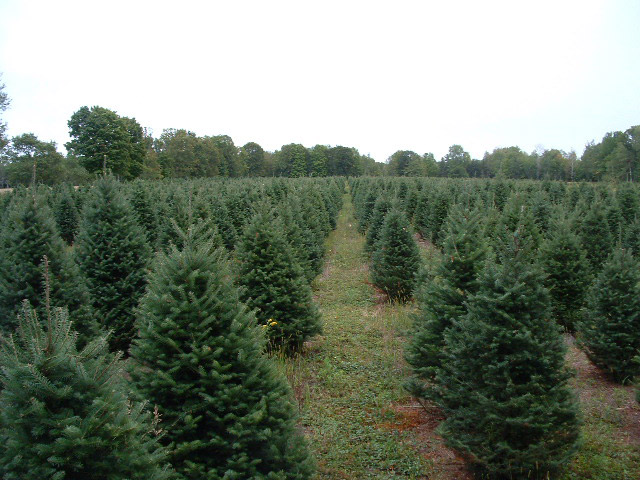 wholesale christmas tree farms photo albums fabulous wholesale christmas tree farms photo albums fabulous