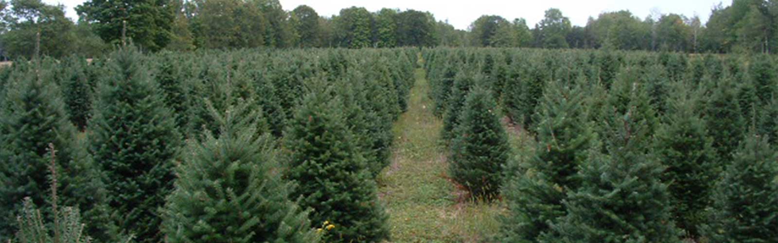 We offer Fresh Christmas Trees of all varieties, including Balsam Fir, Fraser Fir, Canaan Fir, Spruces and Pines. 