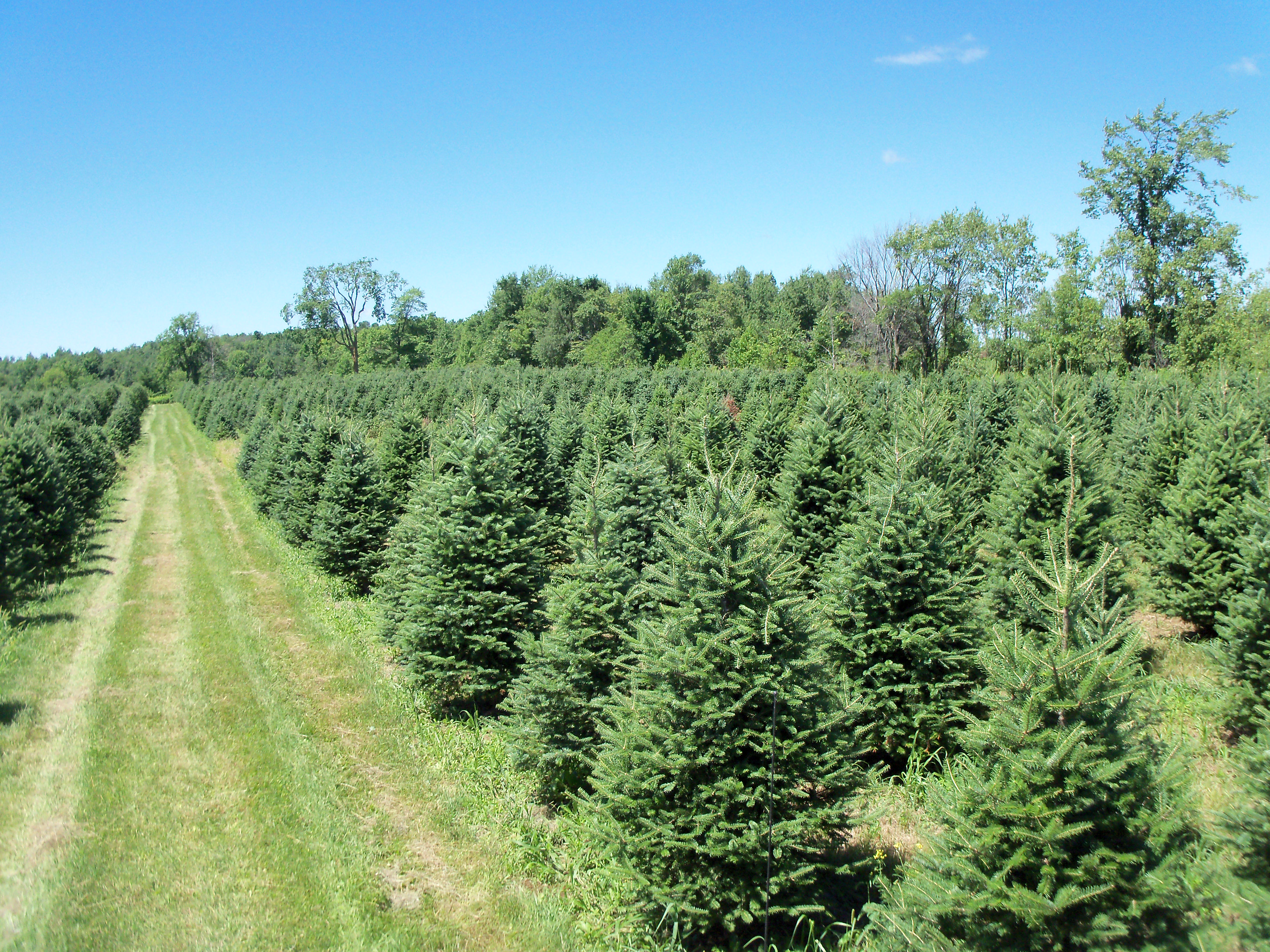 Retail and Wholesale Christmas Trees | High Ground Tree Farm